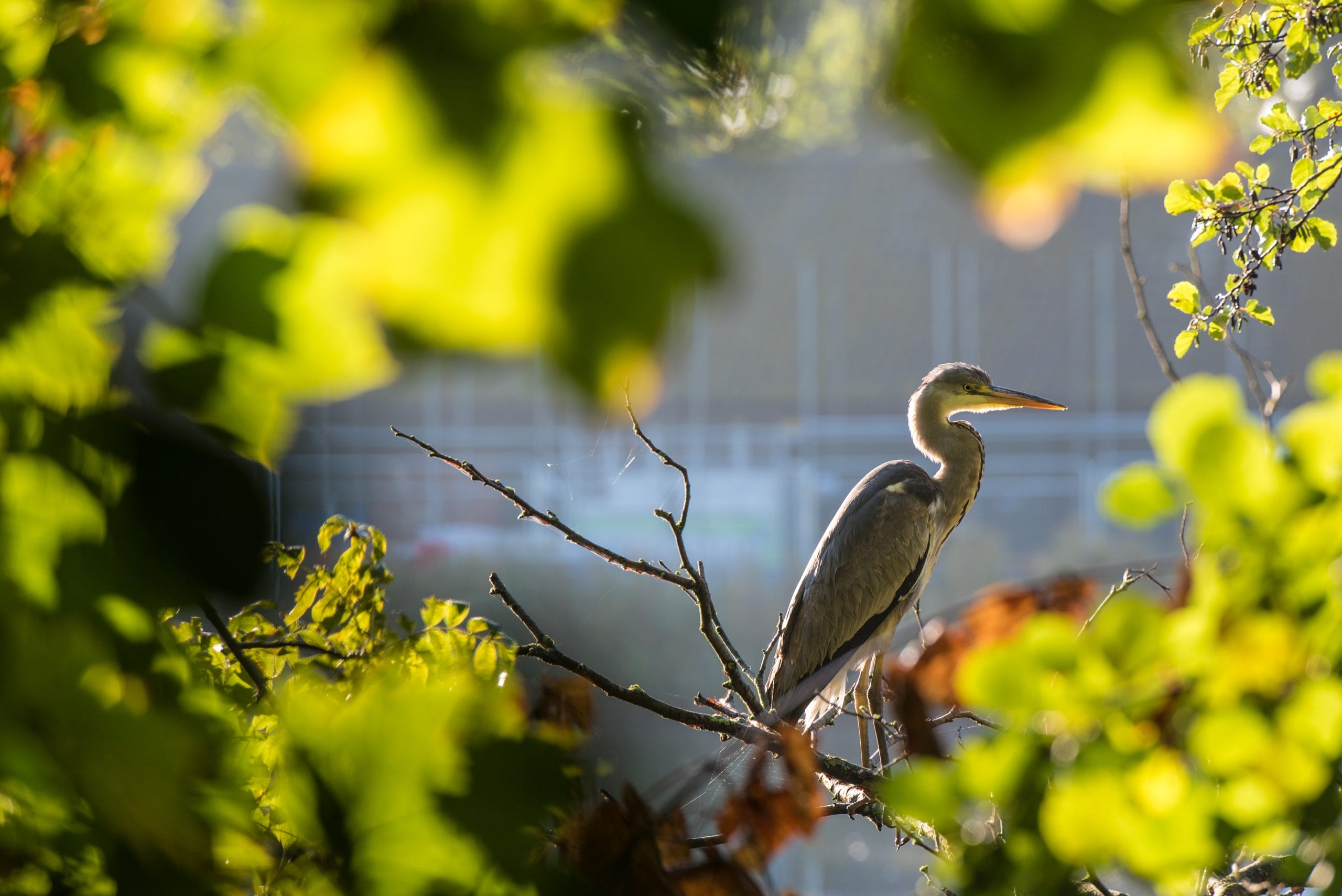 A heron sits on a branch