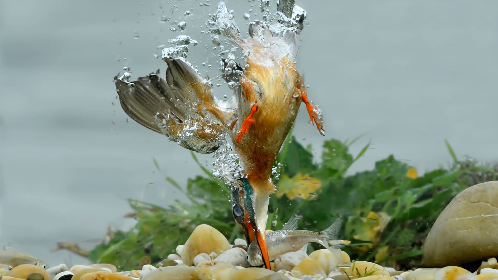 A kingfisher dives into water to grab a fish