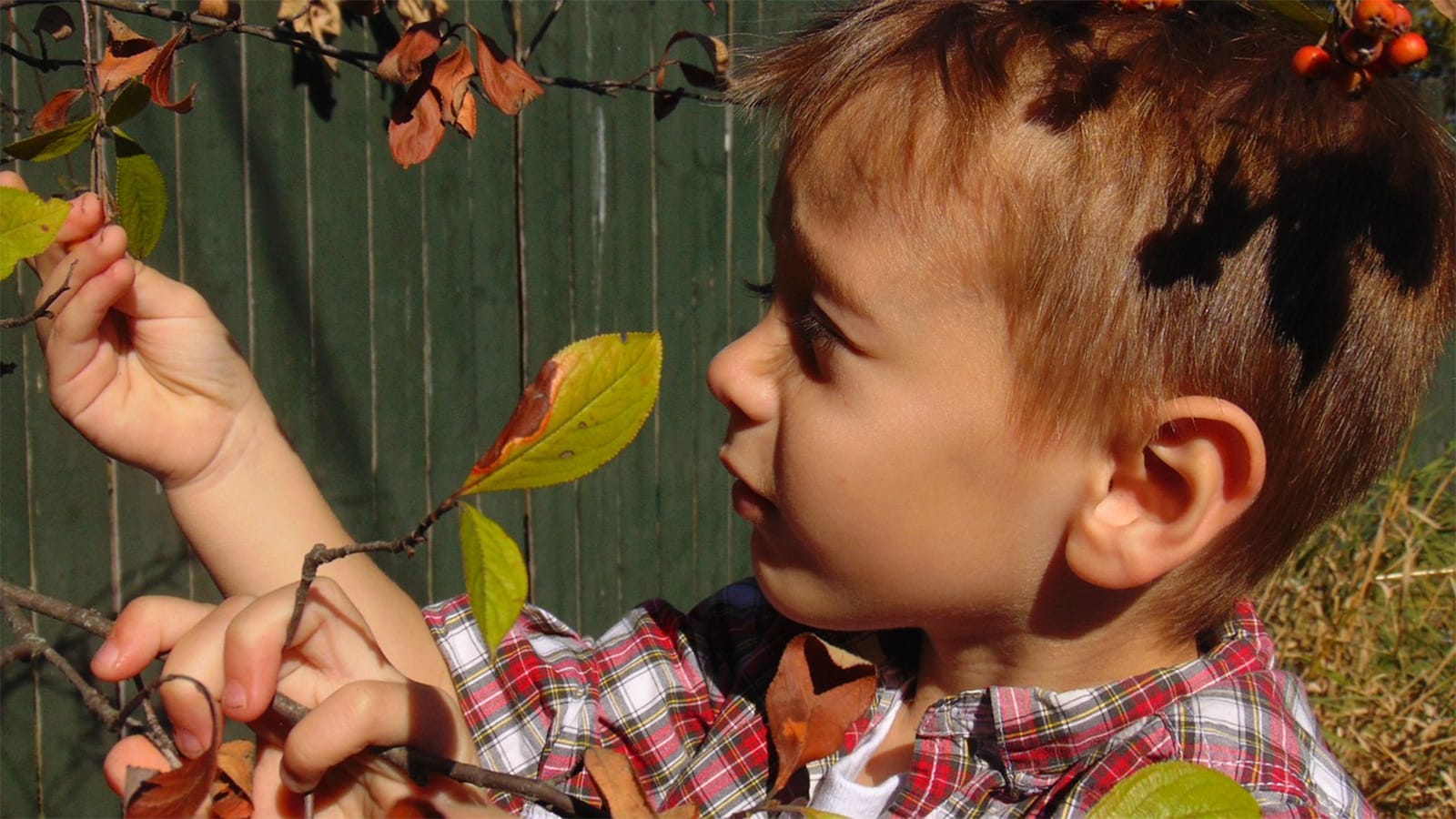 A little boy plays with autumnal leaves