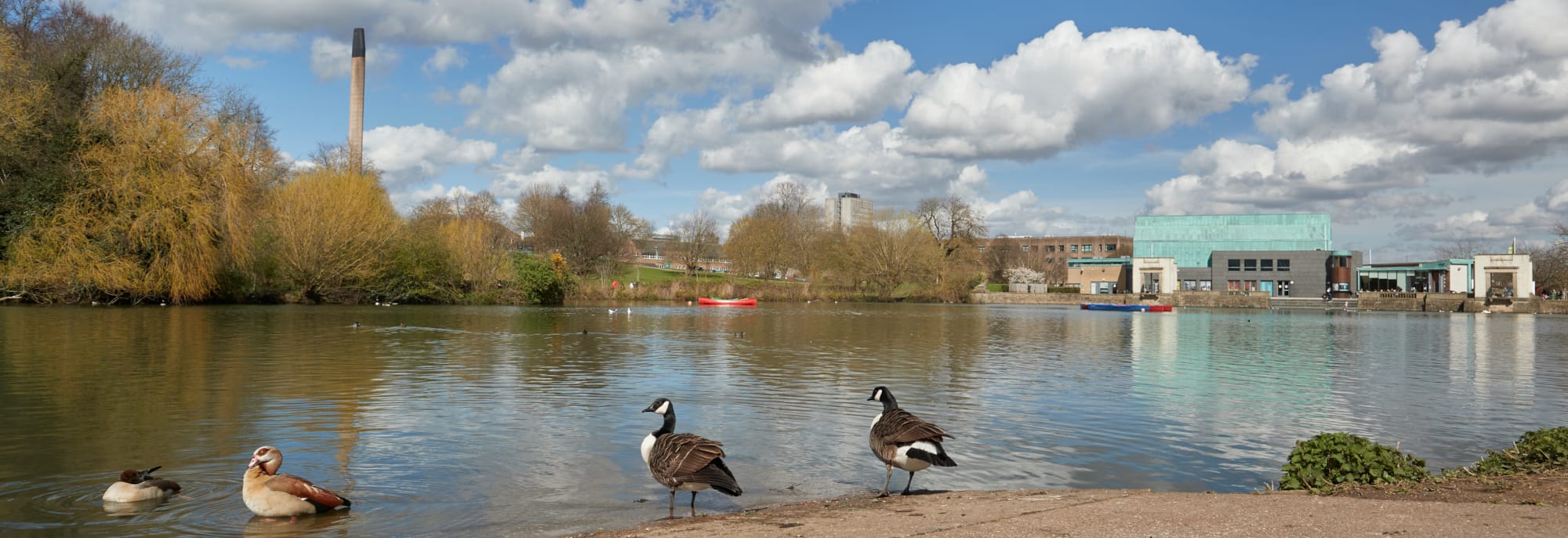 Canada and Egyptian geese stand on the edge of Highfields Park lake, with Lakeside Arts in the background on the far shore of the lake.
