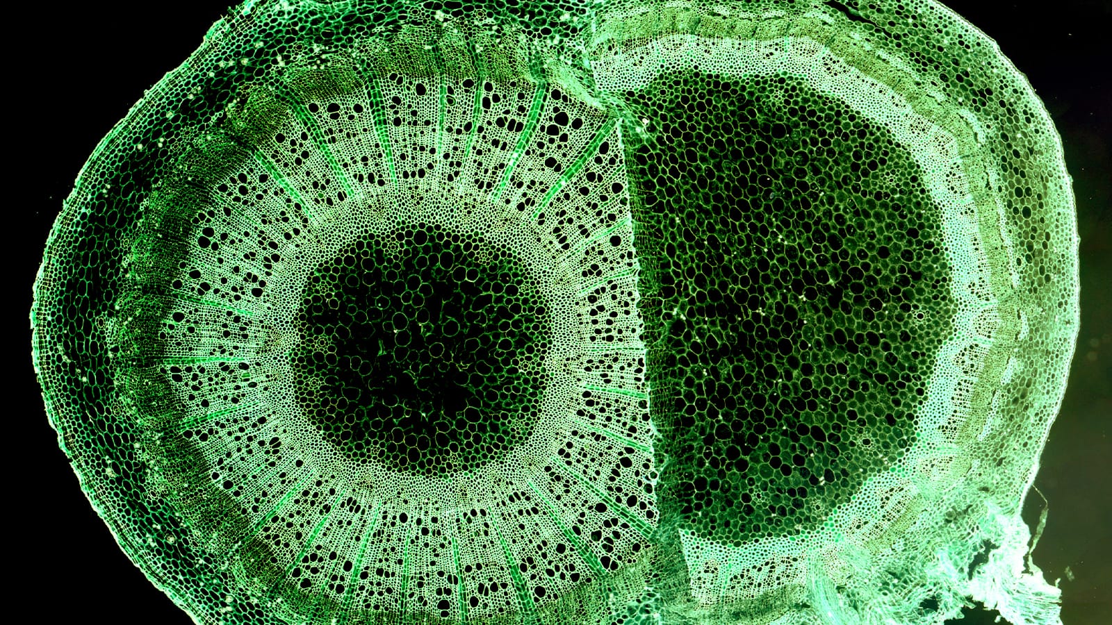 A closeup photo of a green plant cell