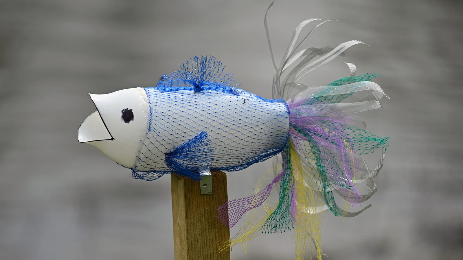A fish made from an old plastic bottle