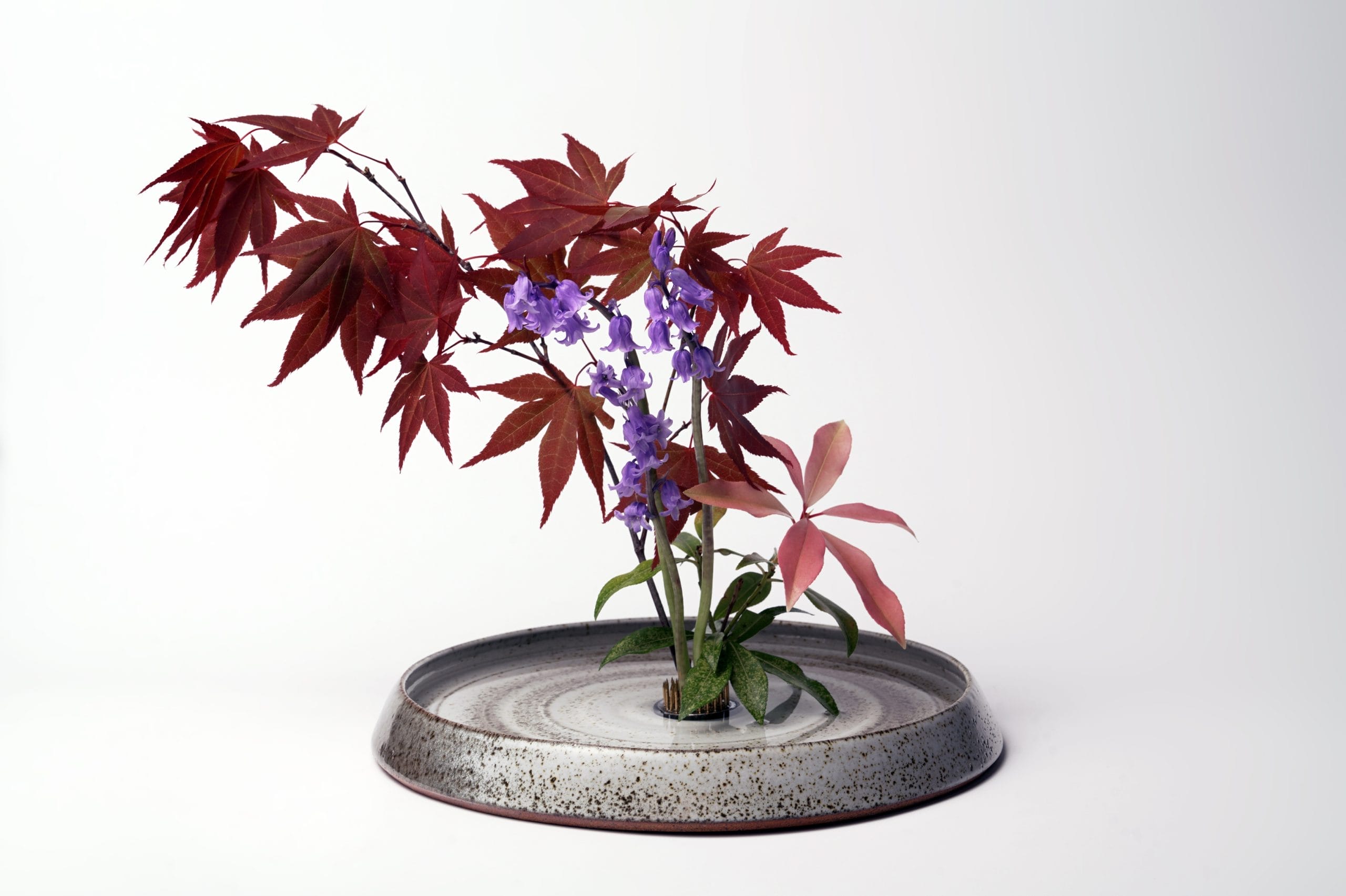 an acer plant on a silver coloured plate