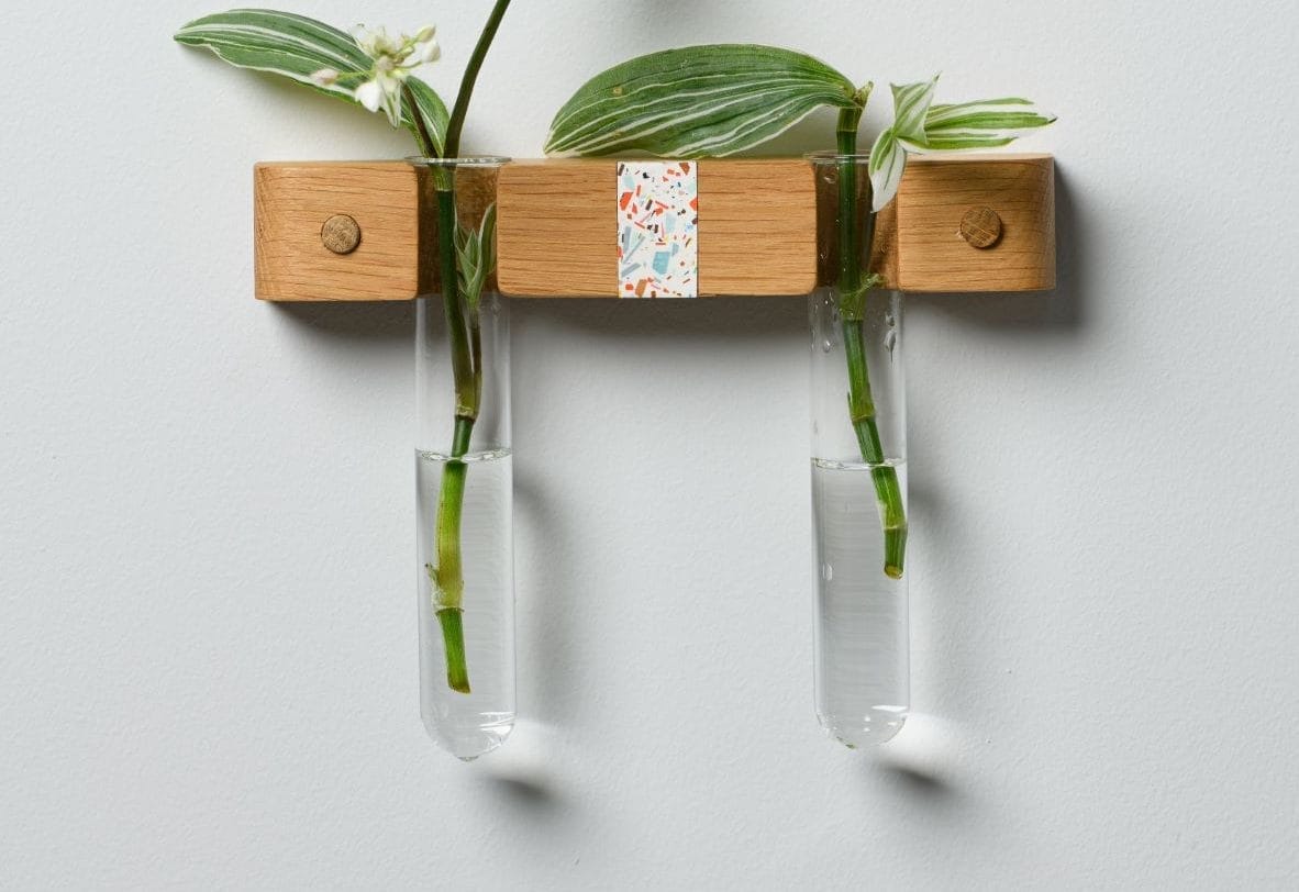 two plant saplings in glass tubes hung up on a wooden shelf