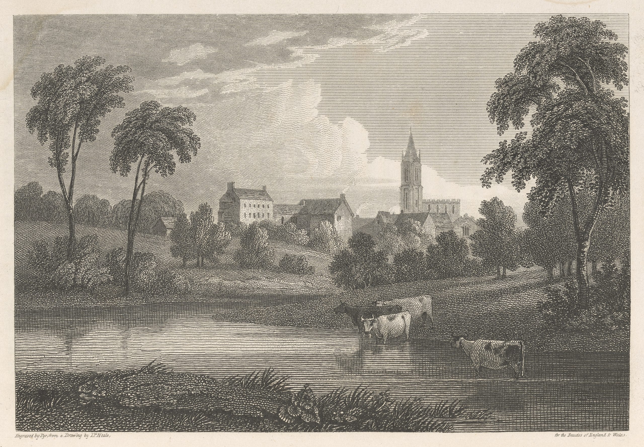 Illustration of a countryside scene, with cows drinking from a river and buildings in the background.