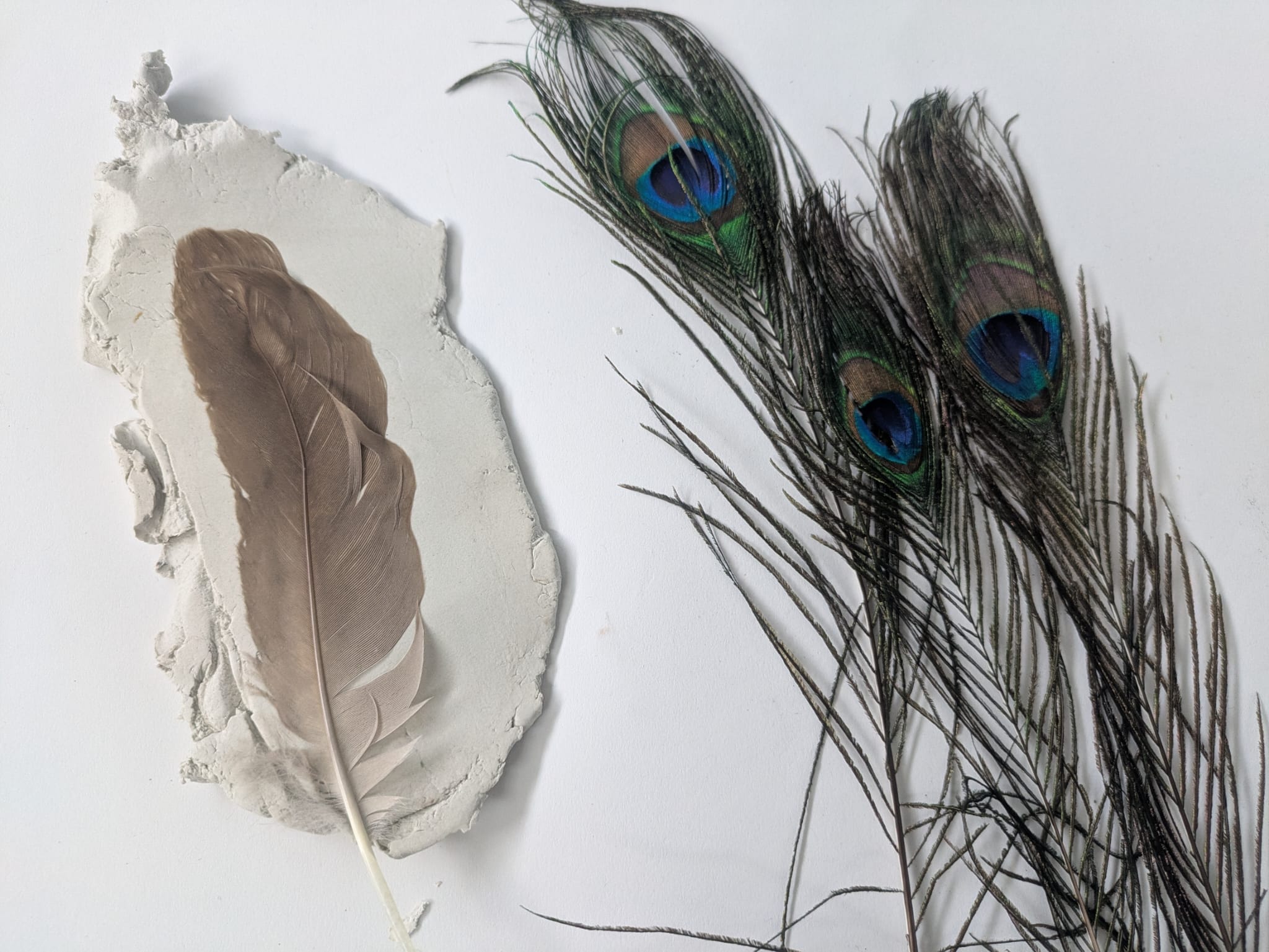A feather pressed into clay, with peacock feathers to the side.